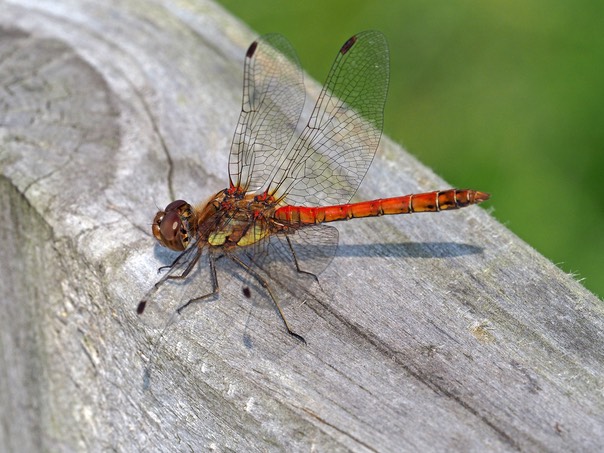 CommonDarterS